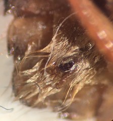 Pelocoris carolinensis