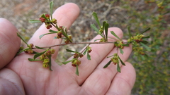 Dodonaea peduncularis