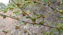 Dodonaea peduncularis
