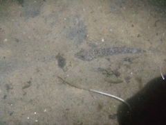 Neogobius fluviatilis