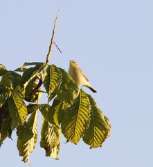 Phylloscopus trochilus