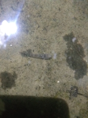 Neogobius fluviatilis