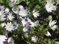 Nemophila maculata