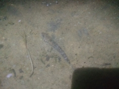 Neogobius fluviatilis