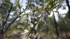 Styphelia biflora
