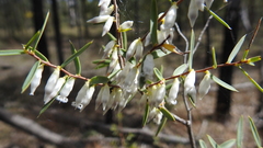 Styphelia biflora