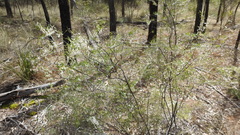 Styphelia biflora