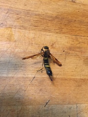 Eriotremex formosanus