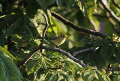 Phylloscopus trochilus