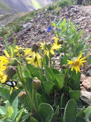 Senecio amplectens holmii