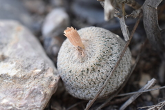 Epithelantha bokei