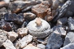 Epithelantha bokei