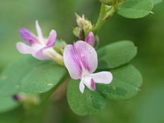 Lespedezinae