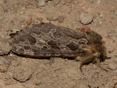 Oncopera intricoides