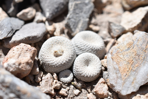 Image of Epithelantha bokei by (c) P Gonzalez Zamora, some rights reserved (CC BY)