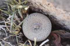 Epithelantha bokei