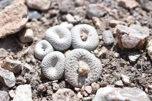 Image of Epithelantha bokei by (c) P Gonzalez Zamora, some rights reserved (CC BY)