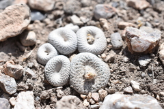 Epithelantha bokei