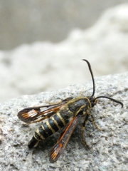 Bembecia ichneumoniformis