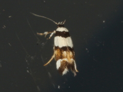 Macrobathra euryleuca