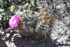 Thelocactus bicolor