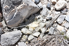 Ariocarpus retusus retusus