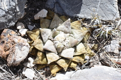 Ariocarpus retusus retusus