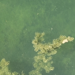 Ceratophyllum demersum