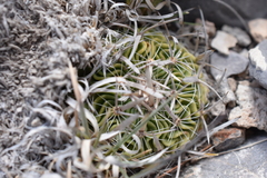 Echinofossulocactus lloydii