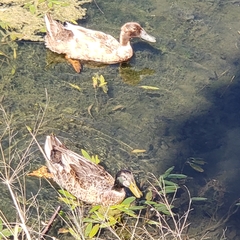 Anas platyrhynchos domesticus