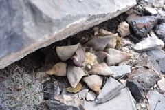 Ariocarpus retusus retusus