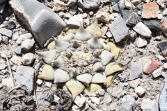 Ariocarpus retusus retusus