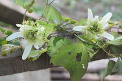 Passiflora bicornis