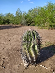Ferocactus herrerae