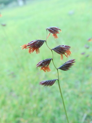 Bouteloua chondrosioides