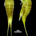 Ectinosomatidae - Photo (c) Aleksandr Novikov, some rights reserved (CC BY-NC), uploaded by Aleksandr Novikov