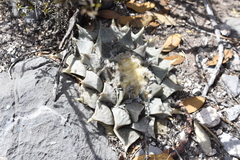 Ariocarpus retusus retusus