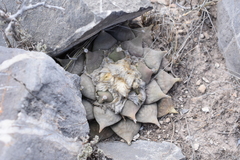 Ariocarpus retusus retusus