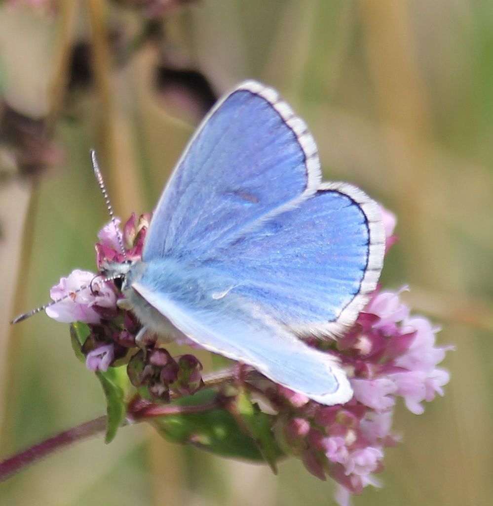 Adonis Blue from Aston Rowant NNR, Oxfordshire, UK on August 10, 2020 ...