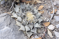 Ariocarpus retusus retusus