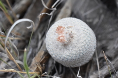 Epithelantha bokei