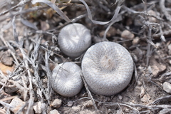 Epithelantha bokei