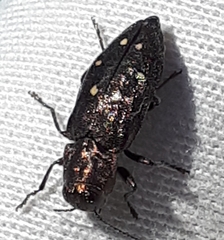 Phaenops