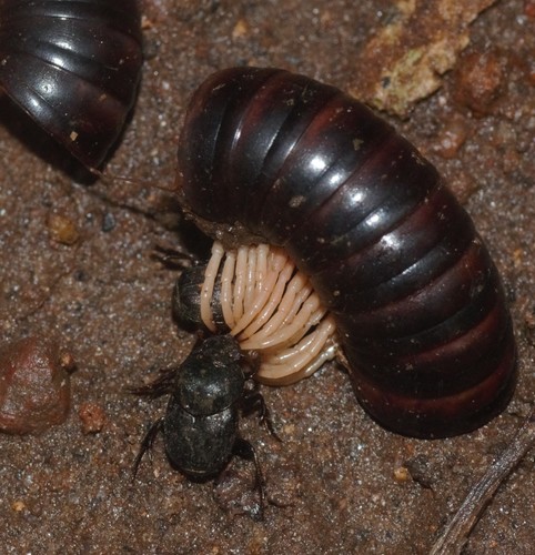 Onthophagus vultur