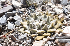 Ariocarpus retusus retusus