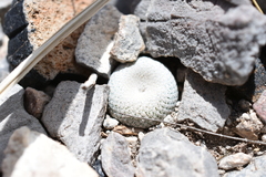 Epithelantha bokei