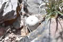 Epithelantha bokei