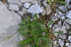 Valeriana saxatilis