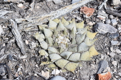 Ariocarpus retusus retusus