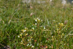 Valeriana saxatilis